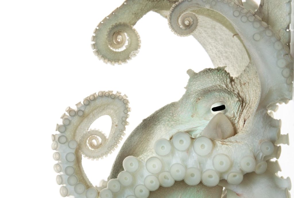 octopus-adapt-1900-1