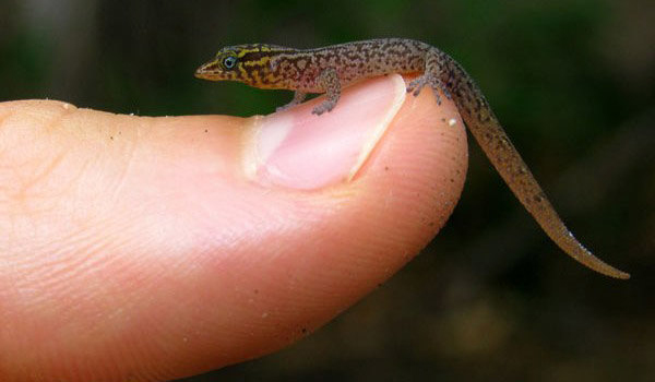 สัตว์แคระ, ตุ๊กแกจิ๋ว Virgin Islands Dwarf Gecko, สัตว์จิ๋ว, สัตว์ประหลาด