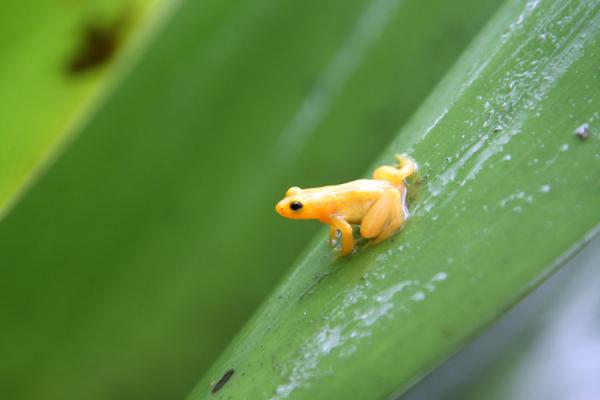 สัตว์แคระ, กบจิ๋ว The Brazilian Gold Frog, สัตว์จิ๋ว, สัตว์ประหลาด