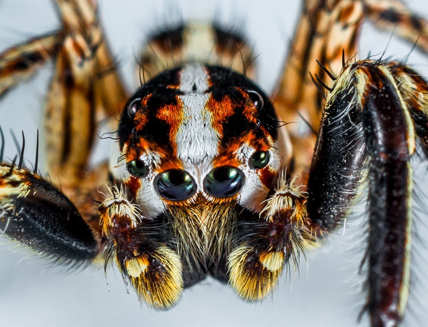 แมงมุม (Brazilian Wandering Spider)