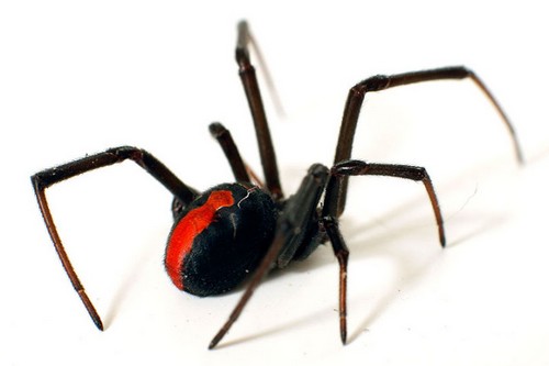 แมงมุมหลังแดง (Redback Spider)