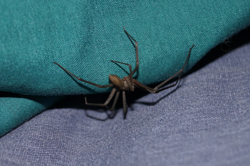 3. Brown Recluse spider