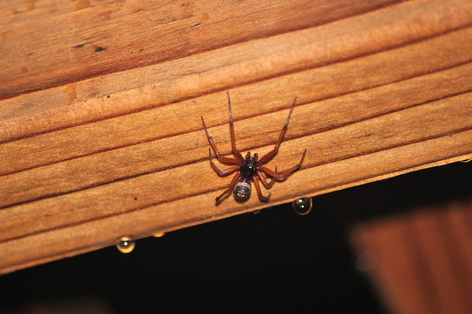 4. Brown Widow Spider