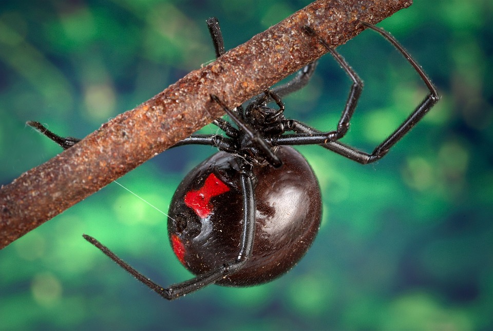 5. Black Widow spider