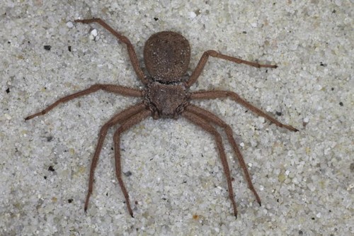 7. Six-eyed Sand Spider