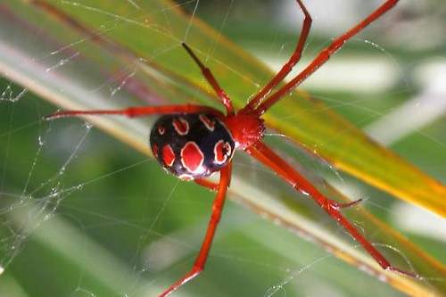 แมงมุมแม่ม่ายแดง (Red-Legged Widow Spider)