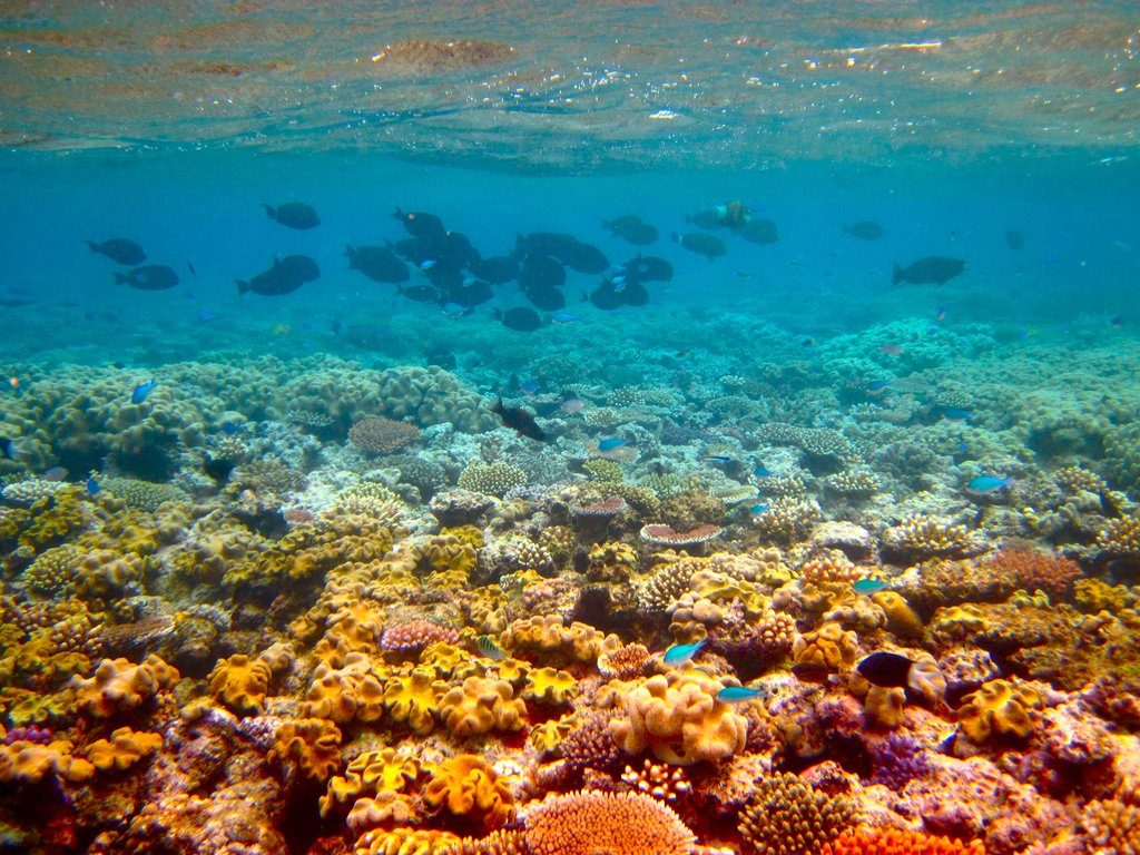Great-Barrier Reef Queensland Australia