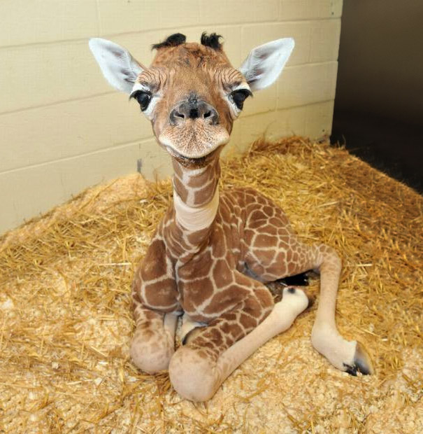 Baby-Giraffes