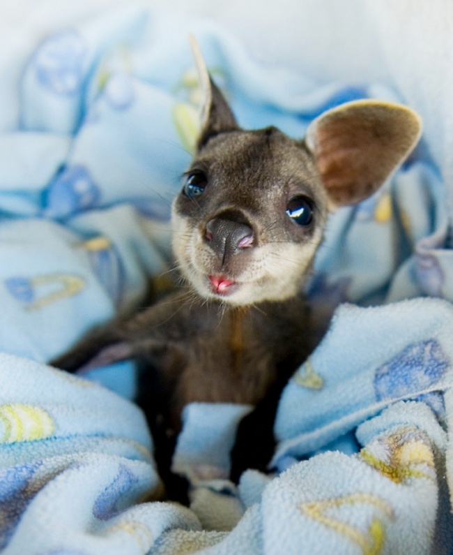 Baby-Kangaroos