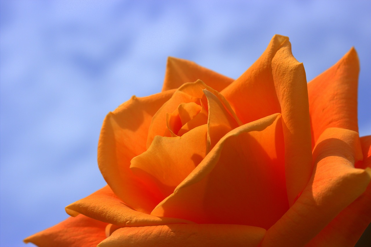 ดอกกุหลาบ สีส้ม