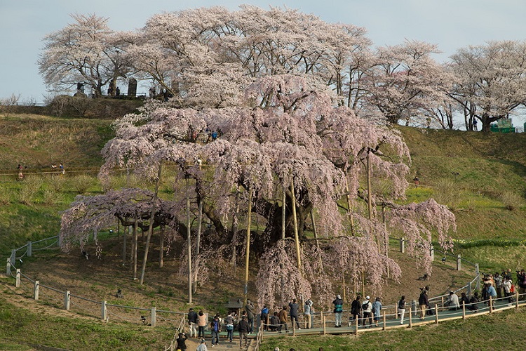 ต้นซากุระ ญี่ปุ่น มิฮารุทากิซากุระ (เมืองมิฮารุ จังหวัดฟูกุชิมะ)