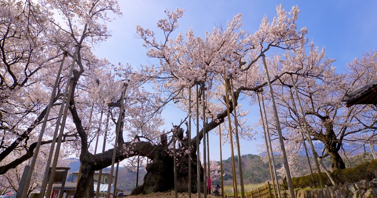 ต้นซากุระ ญี่ปุ่น ยามาทากะ จินได เมืองโฮกุโต จังหวัดยามานาชิ