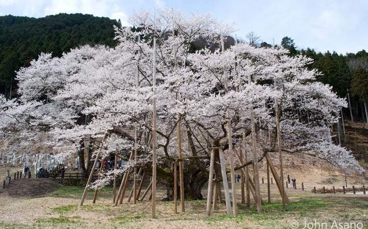 ต้นซากุระ ญี่ปุ่น อุสุซุมิ ซากุระ (เมืองโมโตซึ จังหวัดกิฟุ)