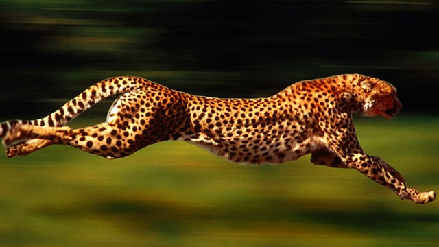 เสือชีต้าห์ (Cheetah)