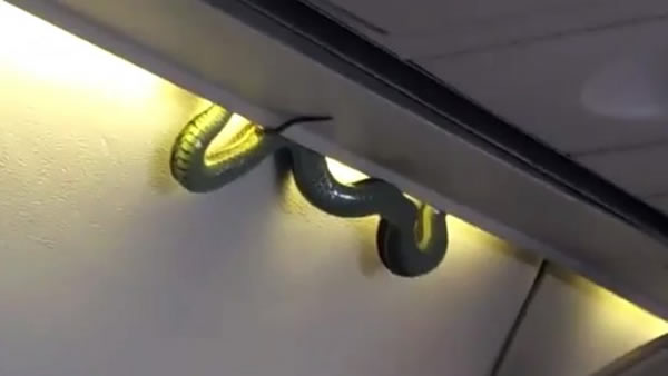 2. Snake on plane