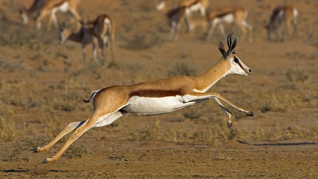 ละมั่งสปริงบ็อก (Springbok)