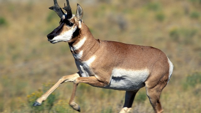 ละมั่งเขาแหลม (Pronghorn)