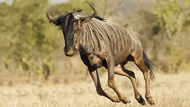 วิลเดอบีสต์ (Wildebeest)