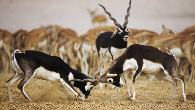 ละมั่งแบล็กบัค (Blackbuck)