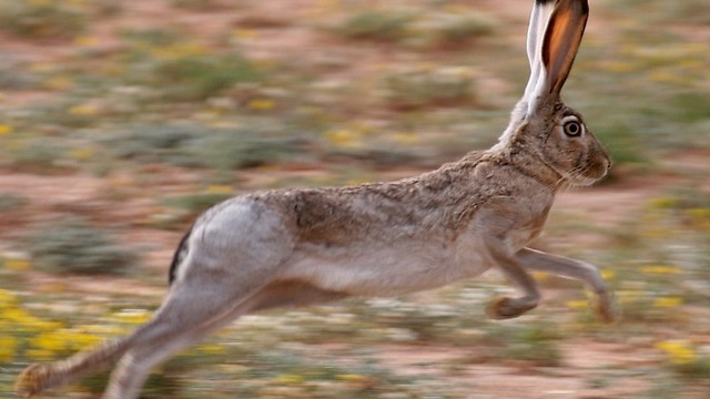 กระต่ายน้ำตาล (Brown Hare)