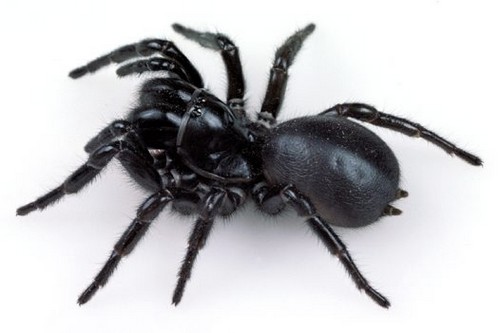 แมงมุม Sydney Funnel Web Spider