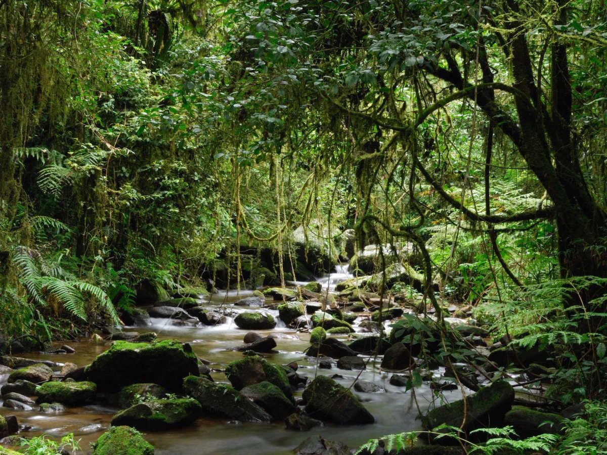 7. ป่าดิบชื้น, ประเทศมาดากัสการ์ 