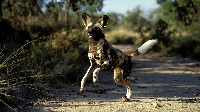 หมาป่าแอฟริกัน (African Wild Dog)