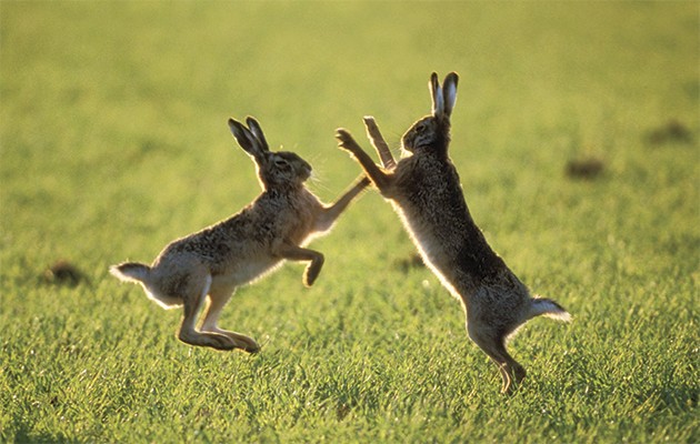 กระต่ายป่า Hares
