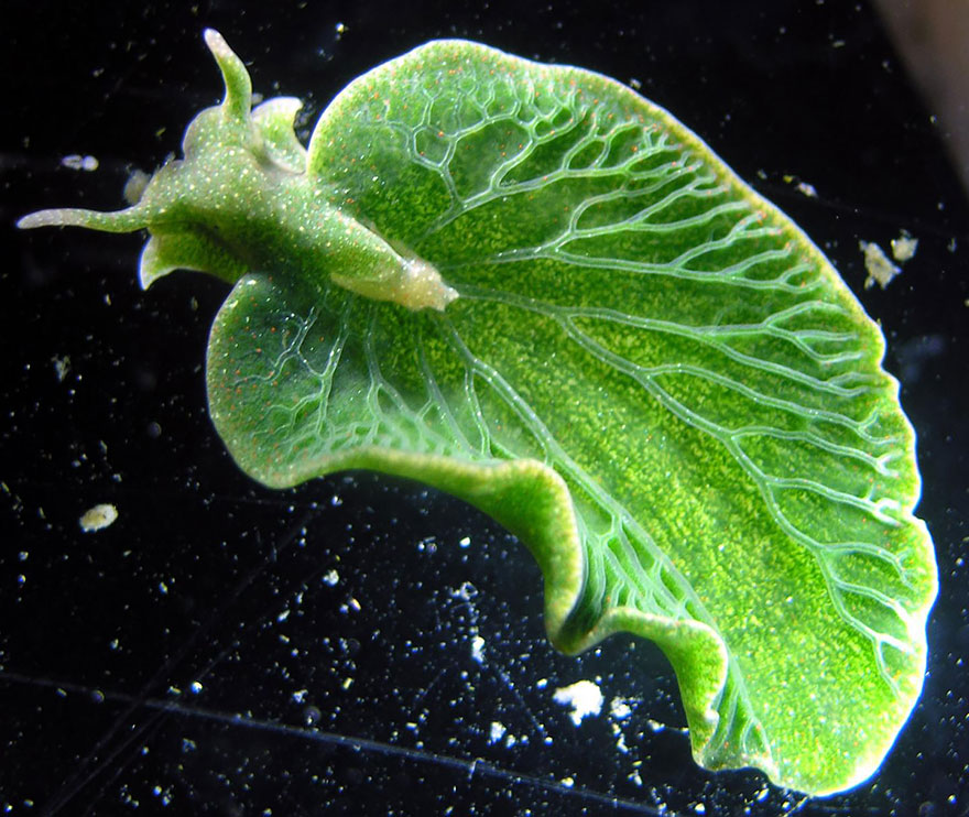 10 Leaf Slug (Elysia Chlorotica)