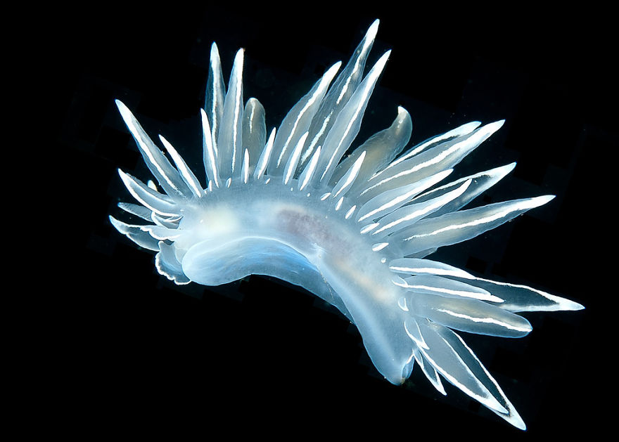34 Frosted Nudibranch