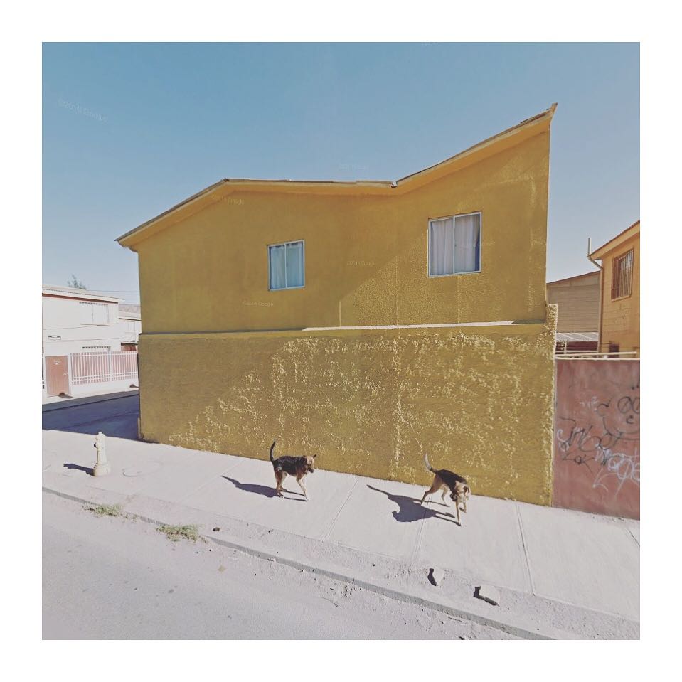 streetview.portraits-Street dogs in Copiapo, Atacama Region, Chile
