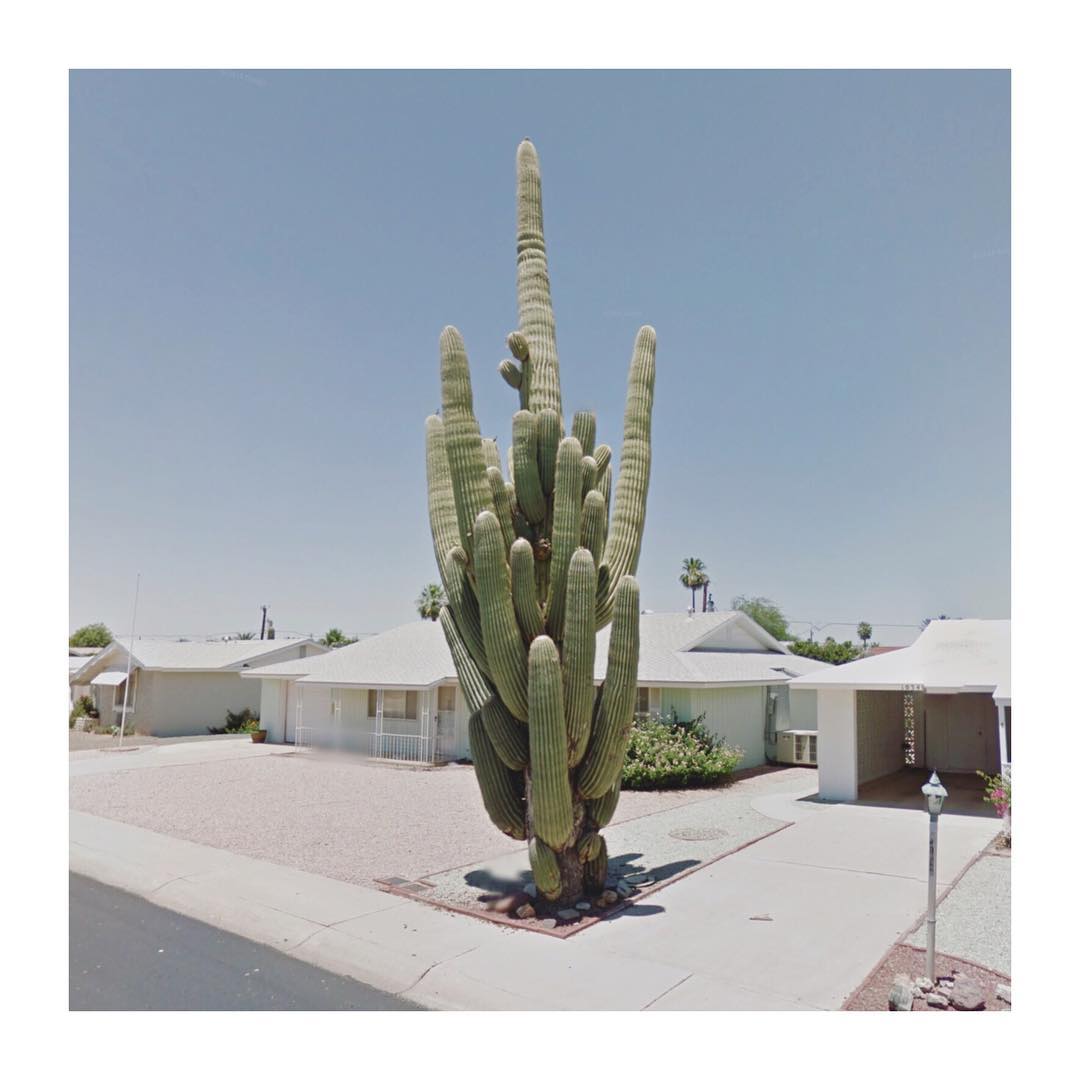 streetview.portraits- cactus fans out there, Sun City, Arizona, United States.