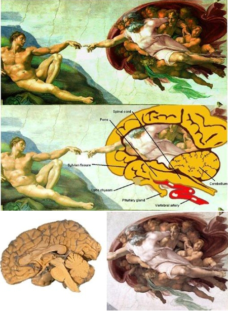 The Creation of Adam หรือมันคือสมอง