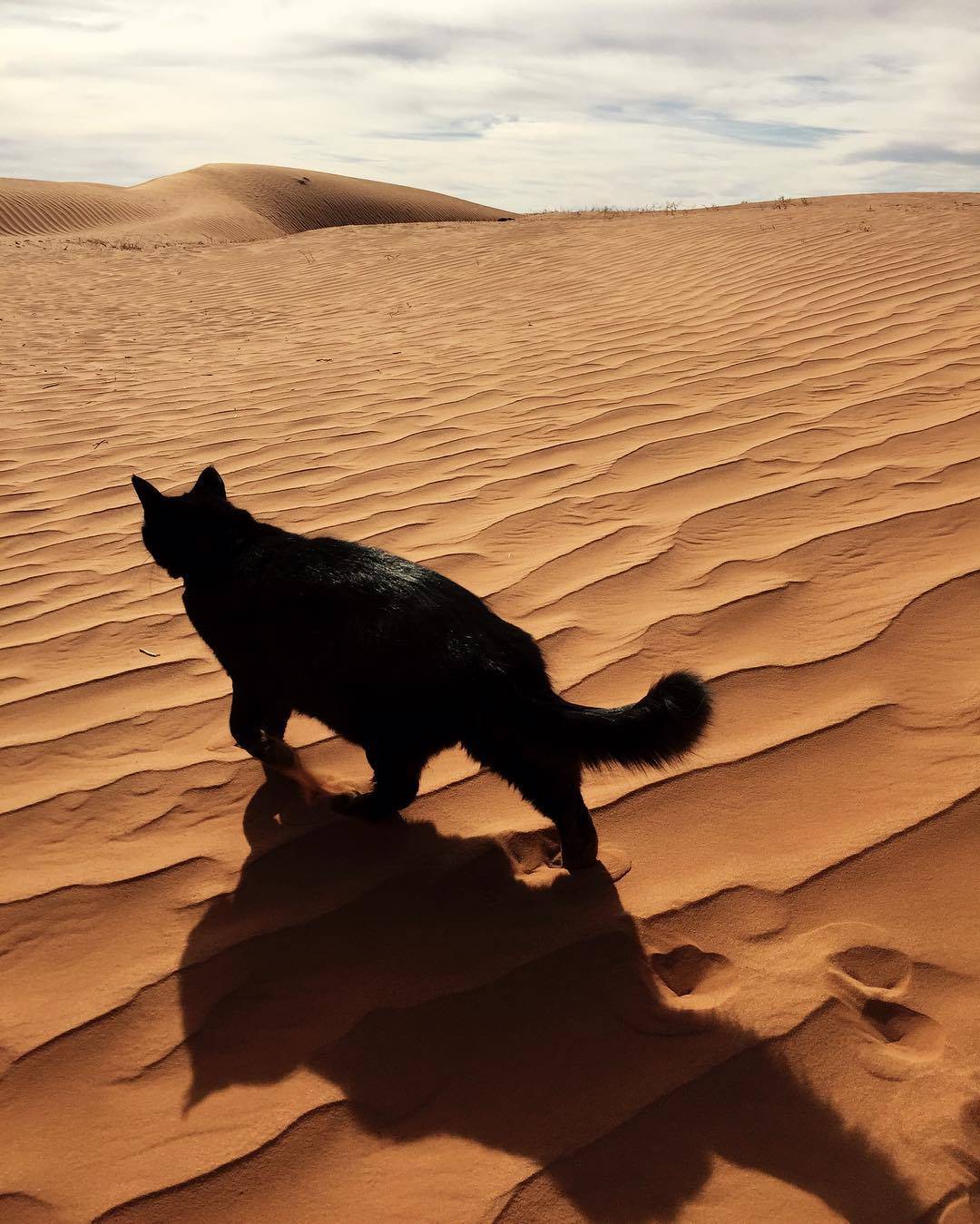 pechanga-แมวเจ้าทะเลทราย