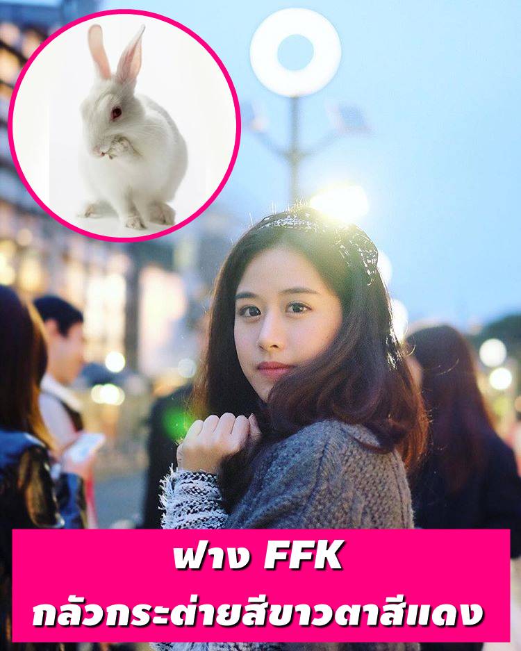 ฟาง FFK – กลัวกระต่ายสีขาวที่ตาสีแดง