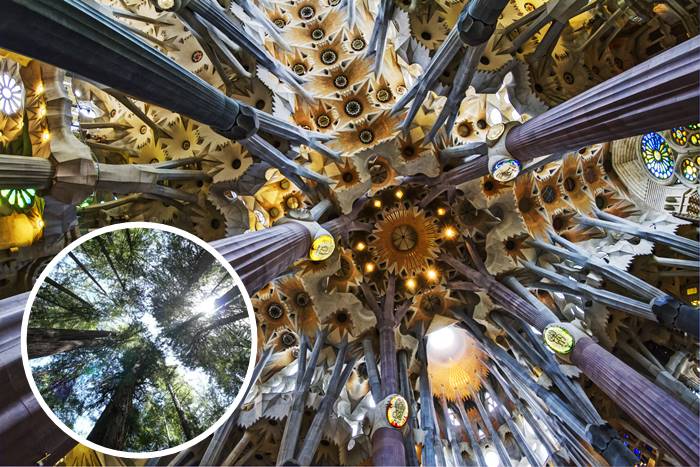 มหาวิหาร Sagrada Familia เมือง Barcelona - ความโค้งมนของต้นไม้