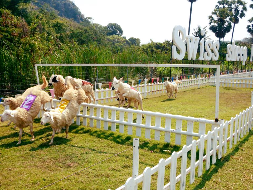 Swiss Sheep Farm ชะอำ