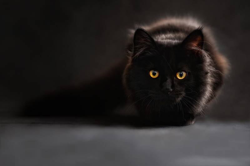 ตำนานแมวดำ