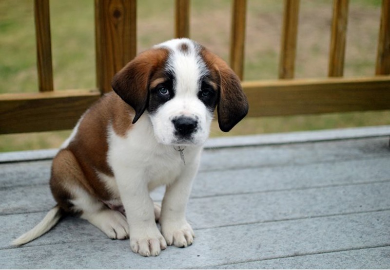 จะไม่ให้อุ๋งเธอได้ไง!! 10 พันธุ์น้องหมา ที่น่ารักที่สุดในโลก – Undubzapp