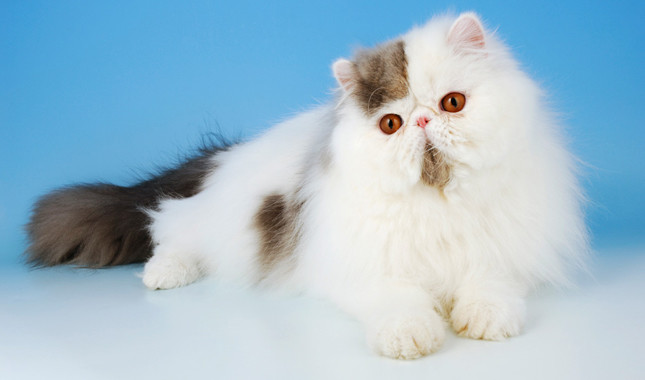 แมวต่างประเทศ: สืบทอดของแมวสุดน่ารักทั่วโลก - Lethanhton.Edu.Vn