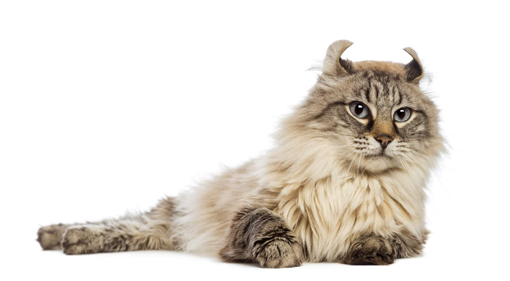 เหมียวหลักล้าน!! 10 อันดับ “แมว” ราคาแพงที่สุดในโลก ทาสแมวหลั่งน้ำตา –  Undubzapp