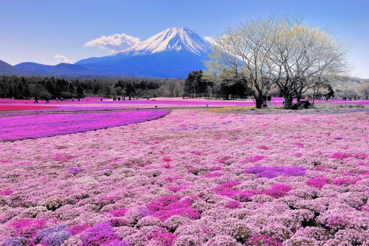 10 อันดับสวนดอกไม้สวยที่สุดในโลก